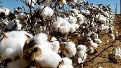 EDITO : Le défi du coton !