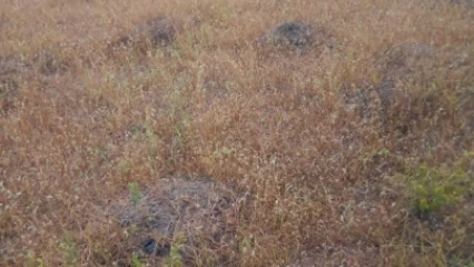 MANQUE D&rsquo;ENTRETIEN DES ESPACES VERTS DES PLACES PUBLIQUES DE PARAKOU : La mairie interpellée
