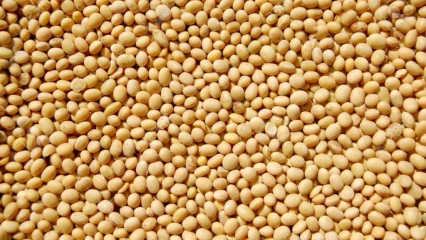 CAMPAGNE 2021-2022 DE COMMERCIALISATION DE SOJA AU BENIN : Les défis qui attendent les acteurs de la filière et le gouvernement