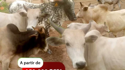 TABASKI 2023 : Belco&rsquo;s Ranch offre une opportunité d&rsquo;achat d&rsquo;animaux en parfaite santé