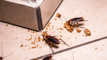 TRUCS ET ASTUCES : Essayez ces méthodes naturelles pour éliminer définitivement les cafards de votre maison