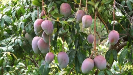 FILIÈRE MANGUE AU BÉNIN : Une richesse mal exploitée