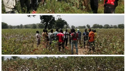EN TOURNÉE DANS DES CHAMPS DE COTON A PÉHUNCO : Le maire Koto Maré prend contact avec les producteurs