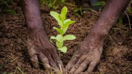 POUR LA CÉLÉBRATION DE LA JOURNÉE NATIONALE DE L&rsquo;ARBRE À PARAKOU : Des espèces en voie de disparition priorisées