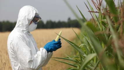 UTILISATION DES ORGANISMES GÉNÉTIQUEMENT MODIFIÉS DANS L&rsquo;AGRICULTURE :  Ces conséquences dont on parle peu mais pourtant graves