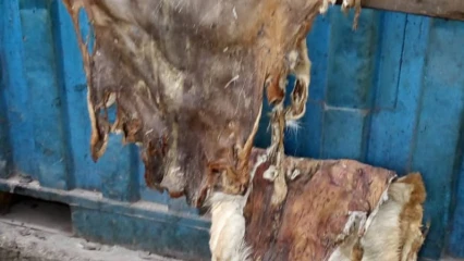 APRES LA FETE DE TABASKI, : A quoi servent les peaux des bêtes immolées au Bénin ?