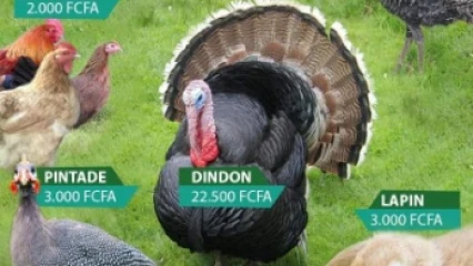 POUR MANGER SAIN PENDANT LES FÊTES DE FIN D&rsquo;ANNÉE, Optez pour les produits de la ferme Belco&rsquo;s Ranch