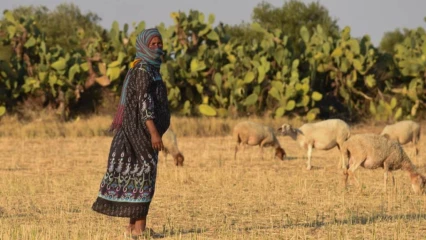 INSÉCURITÉ ALIMENTAIRE EN TUNISIE : Plus de 3 millions de personnes sous menace