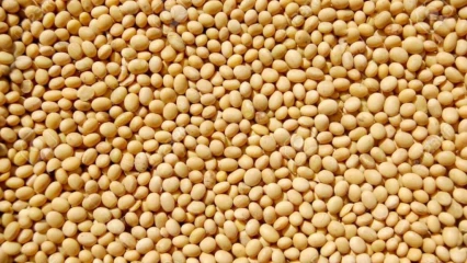 SOJA/RUMEUR SUR LA TAXE PERÇUE AU CORDON DOUANIER : Le gouvernement invite les producteurs à la vigilance