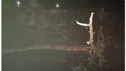 PLUIE DE GRÊLE À PARAKOU : Une branche d&rsquo;arbre fait un mort