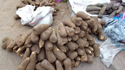PARAKOU : La nouvelle igname toujours disponible, mais coûte chère