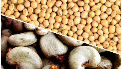 KYRIELLE DE MESURES CONTRE L&rsquo;EXPORTATION DE CERTAINS PRODUITS VIVRIERS AU BÉNIN : Quand le Soja et le Cajou deviennent de la « cocaïne » sous Talon