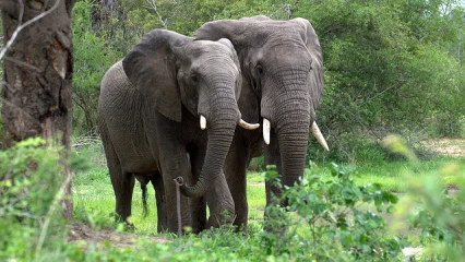 HIVERNAGE DE PACHYDERMES DANS LE NORD-BENIN : Des éléphants sèment la terreur à Bembèrèkè, Gogounou et Kalalé
