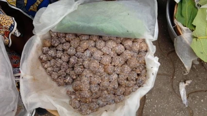 Face à la rareté de la matière première, le « Sonrou », moutarde de néré de plus en plus cher sur le marché 