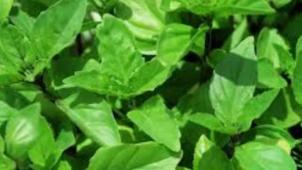 ASTUCES DES FRUITS: Amdagri parle des bienfaits du basilic (Tchiayo)