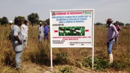 REOUVERTURE ET SECURISATION DE 80 KM DE COULOIRS DE TRANSHUMANCE A GOGOUNOU : Seydou Bary Tidjani signe la fin des conflits agro-pastoraux