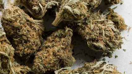 BÉNIN  : 44,5 kg de chanvre indien découvert chez un jeune à Kétou