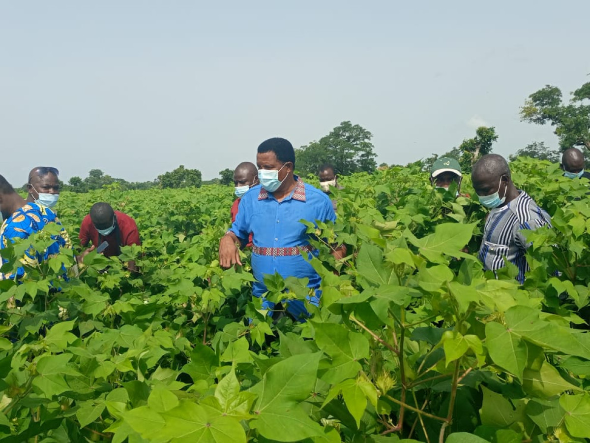POUR BOOSTER LA PRODUCTION COTONNIERE 2021-2022 :  La Fn-Cvpc au contact des cotonculteurs dans les champs  . Les acteurs satisfaits des résultats sur le terrain