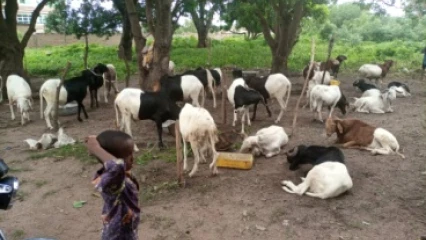 A QUELQUES JOURS DE LA TABASKI : Les moutons attendent toujours les fidèles musulmans