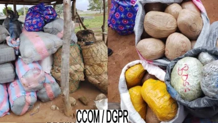 Ouaké/Saisie de 1 240kg de chanvre indien à Sèmèrè: l&rsquo;étau se resserre autour des trafiquants de stupéfiants