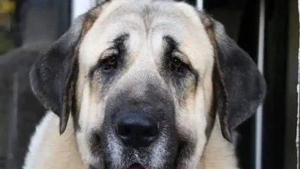 NIKKI  :   L&rsquo;opération d&rsquo;abattage des chiens en divagation lancée 