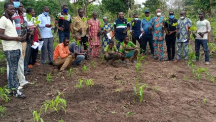 PROMOTION DE LA FILIERE ANACARDE AU BENIN : Pro-Cashew, un vaste projet pour concrétiser la vision du gouvernement . 25 000 plants greffés prévus pour être distribués en 2021