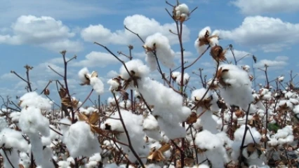 CAMPAGNE COTONNIERE 2021-2022 AU BENIN : Les prix d’achat de coton graine et des intrants homologués