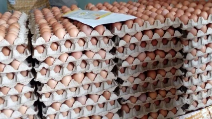 IMPROPRES À LA CONSOMMATION : Près de 100 000 œufs détruits à Porto-Novo