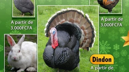 POUR UNE ALIMENTATION SAINE LORS DES FÊTES DE FIN D&rsquo;ANNEE : La ferme Belco&rsquo;s Ranch vous offre des volailles à moindres coûts