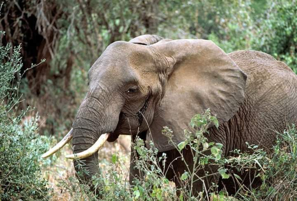 KANDI : Un enfant tué par un pachyderme en divagation