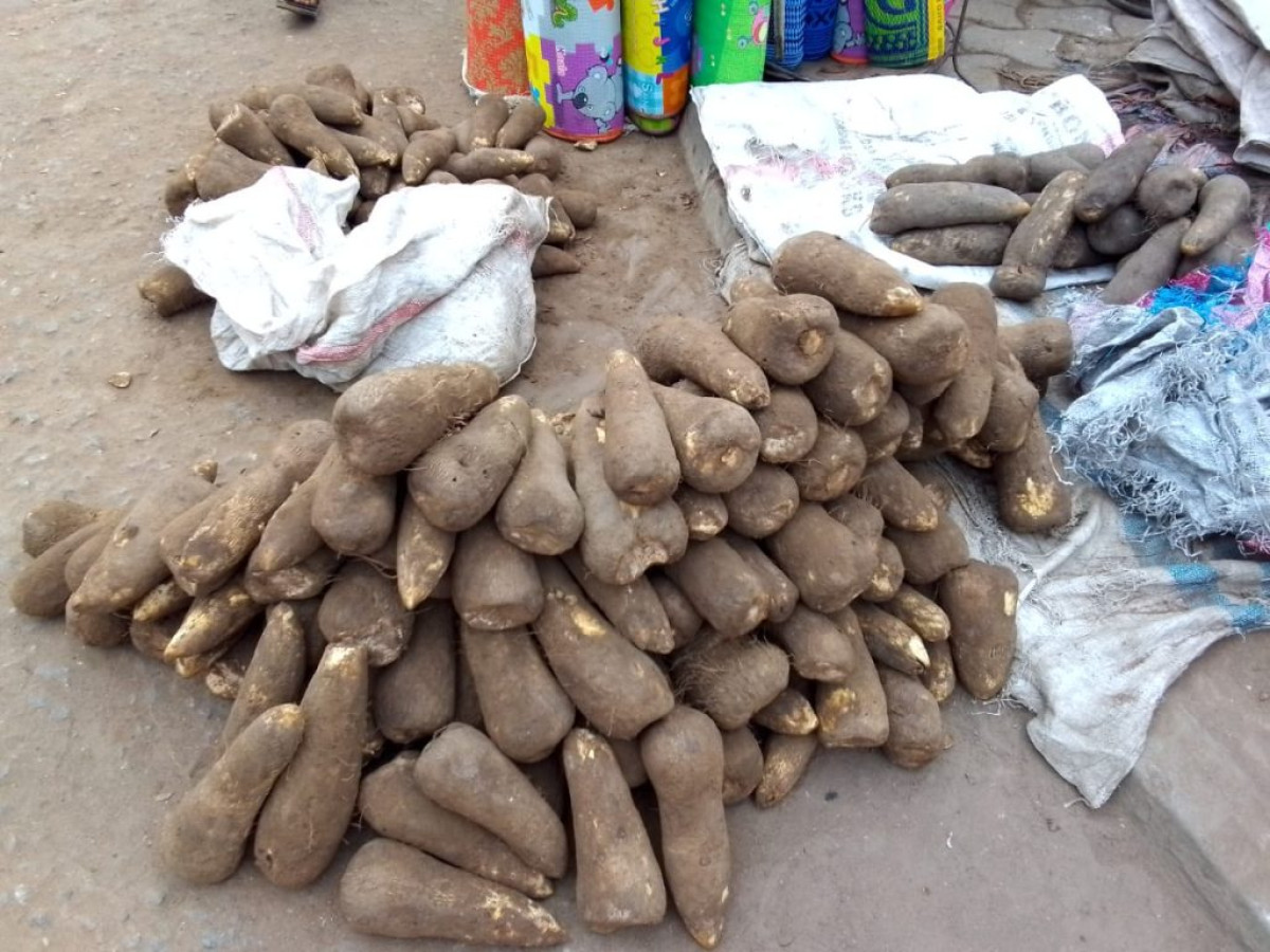 PARAKOU : La nouvelle igname toujours disponible, mais coûte chère