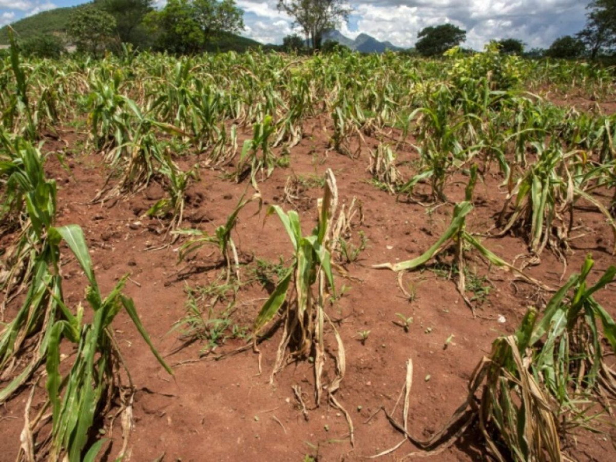 BÉNIN/FACE AUX EFFETS NÉFASTES DES CHANGEMENTS CLIMATIQUES :  L&rsquo;assurance agricole indicielle bientôt mise en place  