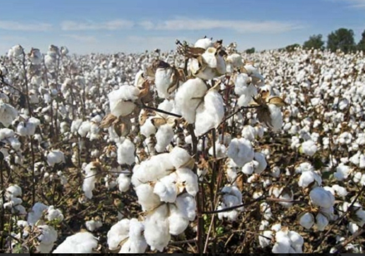 BÉNIN/COTON GRAINE COBIOLOGIQUE ET BIOLOGIQUE : Les prix fixés à 360 et 310 F/kg pour la campagne 24-25