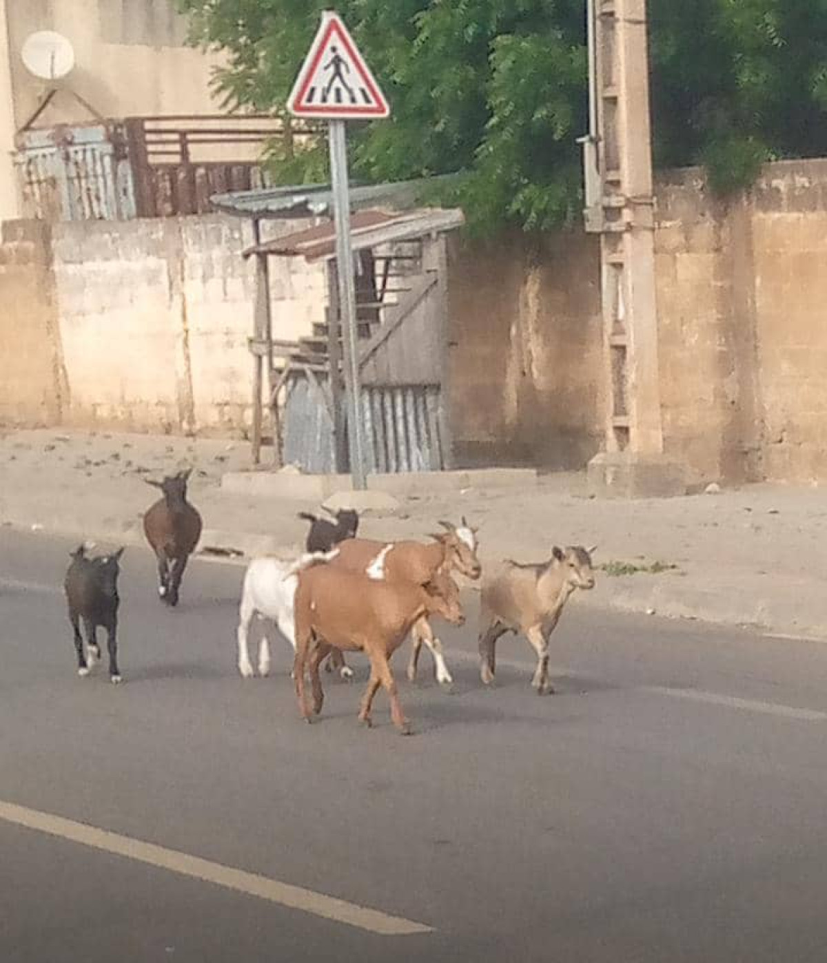 DIVAGATION DES BÊTES À PARAKOU : Quand les animaux prennent le contrôle de la route