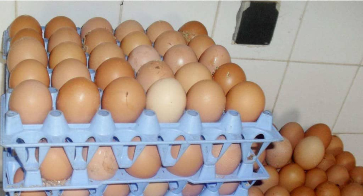 BÉNIN : Nouvelle hausse du prix de vente des œufs de table