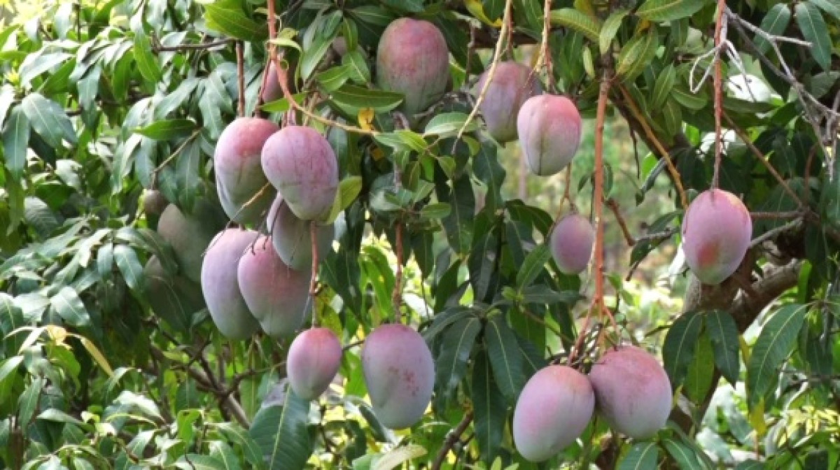 FILIÈRE MANGUE AU BÉNIN : Une richesse mal exploitée