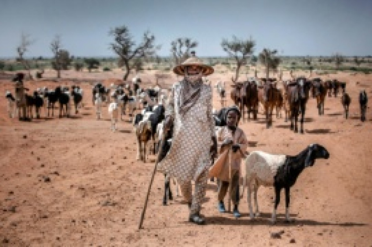 BORGOU : Le préfet Cissé interdit le déguerpissement des éleveurs de leurs campements
