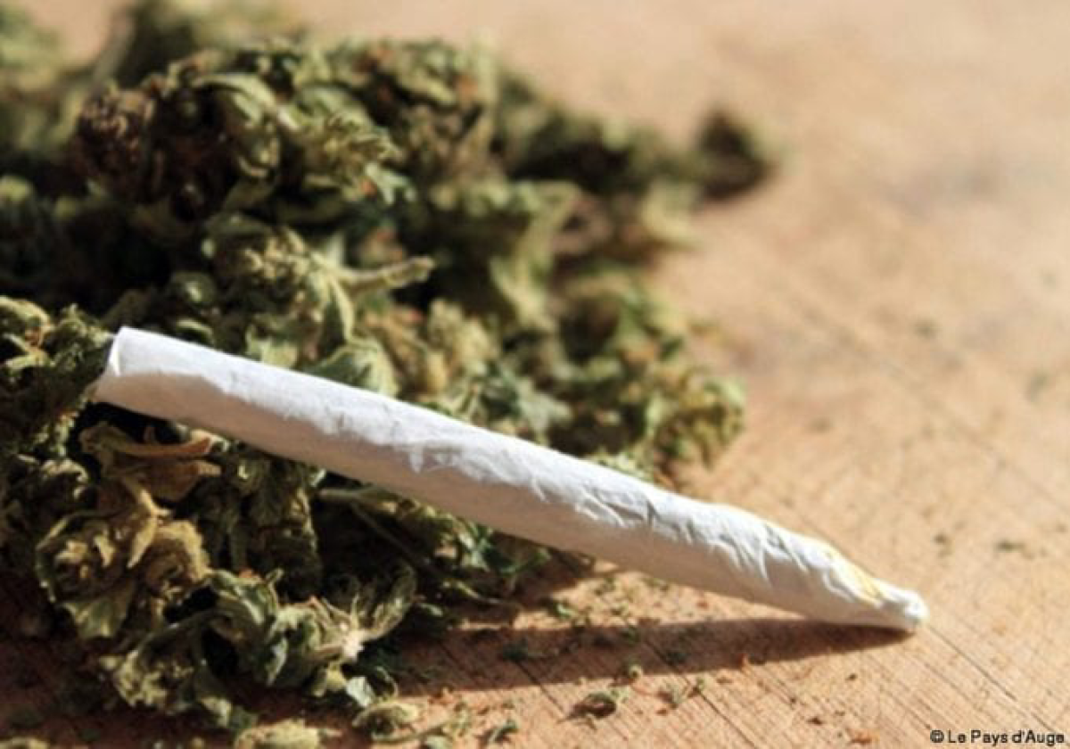 COMMUNE DE SAVE : 97 kilogrammes de chanvre indien saisis