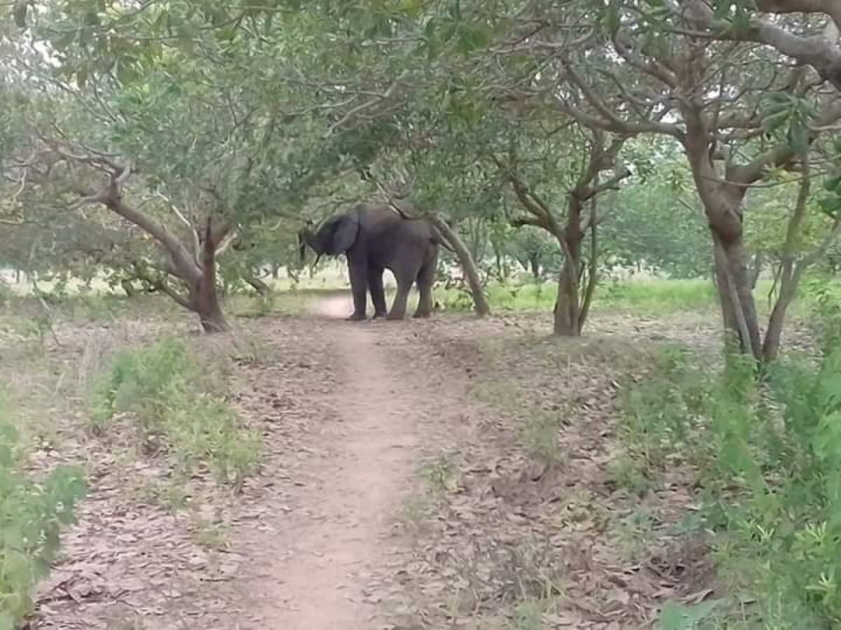 BORGOU/FORÊT CLASSÉE DES TROIS RIVIÈRES : Un éléphant en divagation à Bembéréké et Nikki