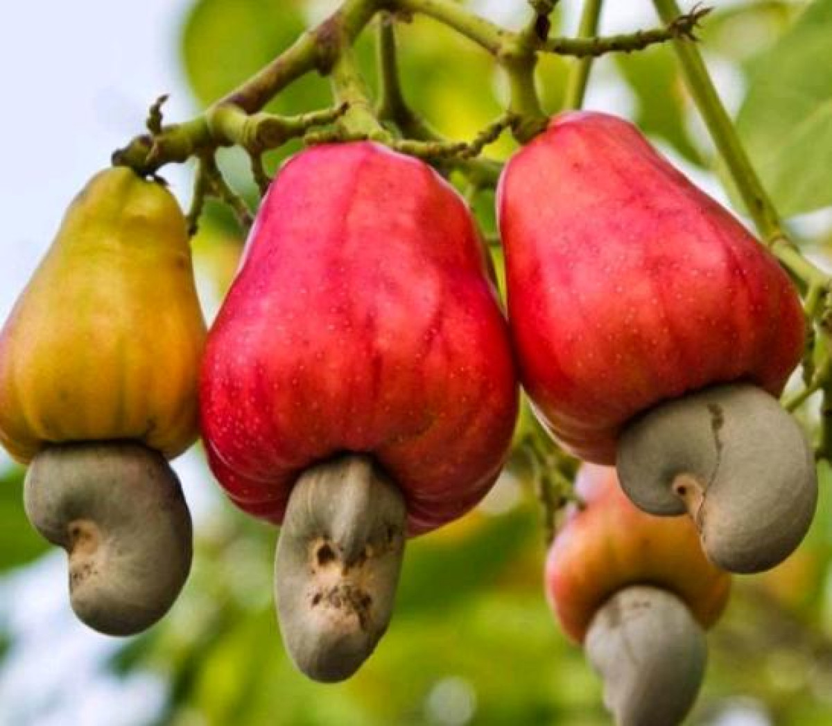 CAMPAGNE DE COMMERCIALISATION DE L’ANACARDE A PARAKOU : Période de forts échanges commerciaux sur fond de risques