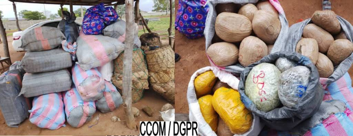 Ouaké/Saisie de 1 240kg de chanvre indien à Sèmèrè: l&rsquo;étau se resserre autour des trafiquants de stupéfiants
