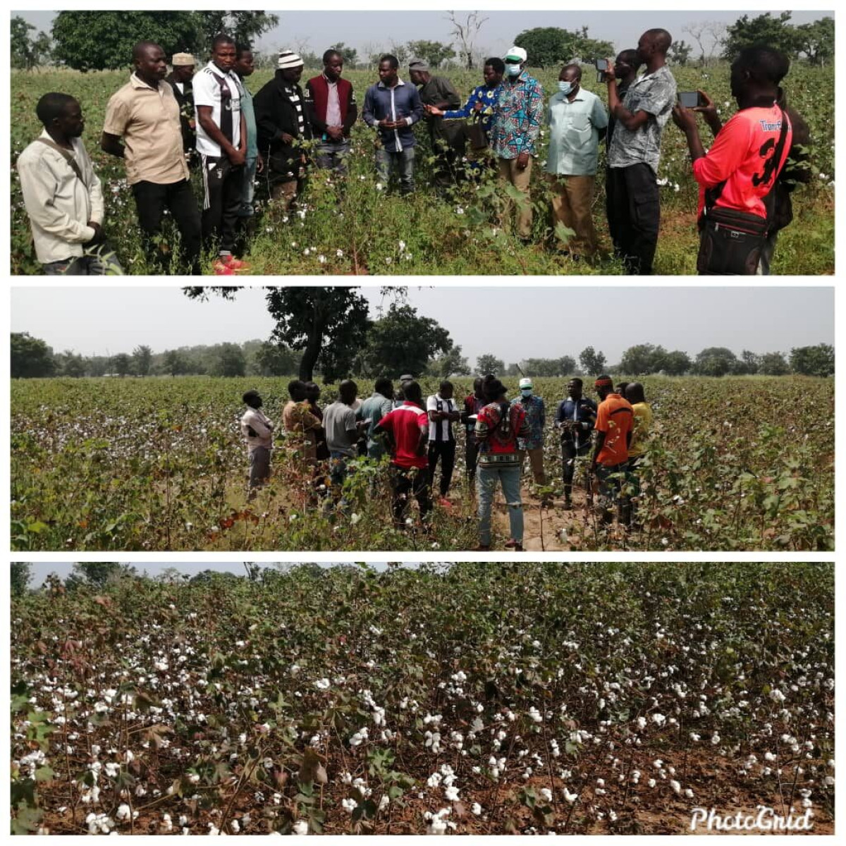 EN TOURNÉE DANS DES CHAMPS DE COTON A PÉHUNCO : Le maire Koto Maré prend contact avec les producteurs