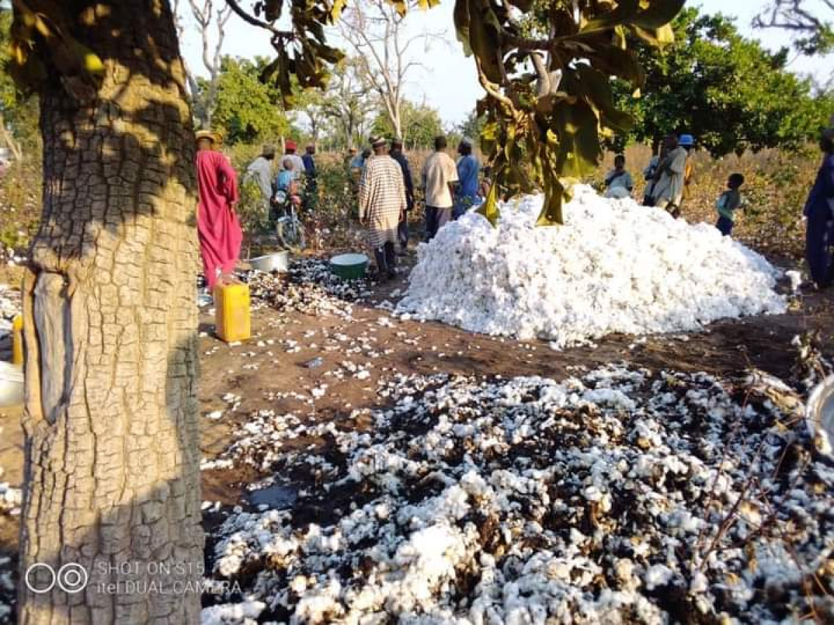 BENIN/NIKKI: Un enfant met le feu dans le champ de coton de son père
