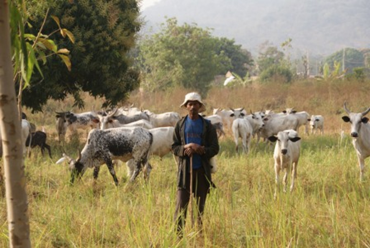 POUR LA MODERNISATION DES SYSTEMES D&rsquo;ELEVAGE AU BENIN : Un haut-commissariat à la sédentarisation des éleveurs mis sur pied
