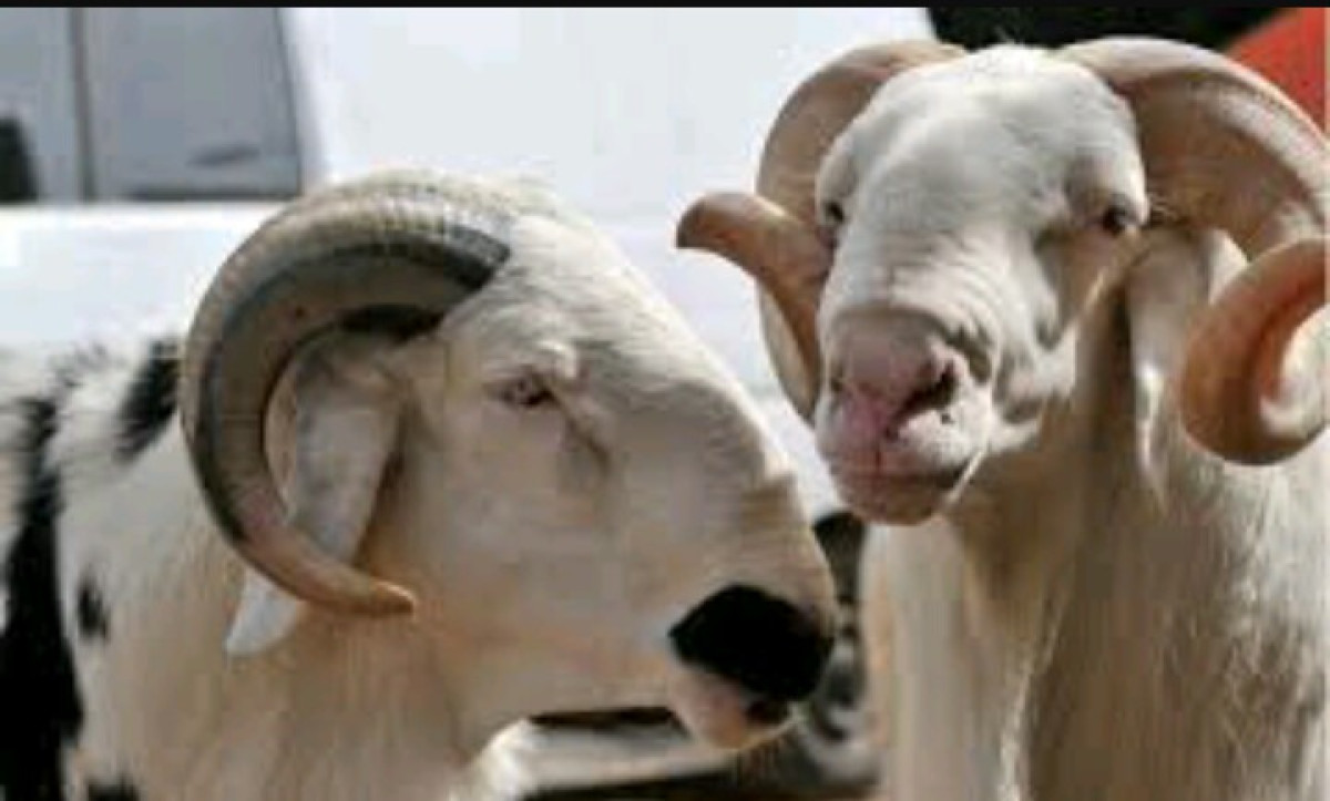 TABASKI 2018 A PARAKOU : Des voleurs de moutons qui sèment la terreur