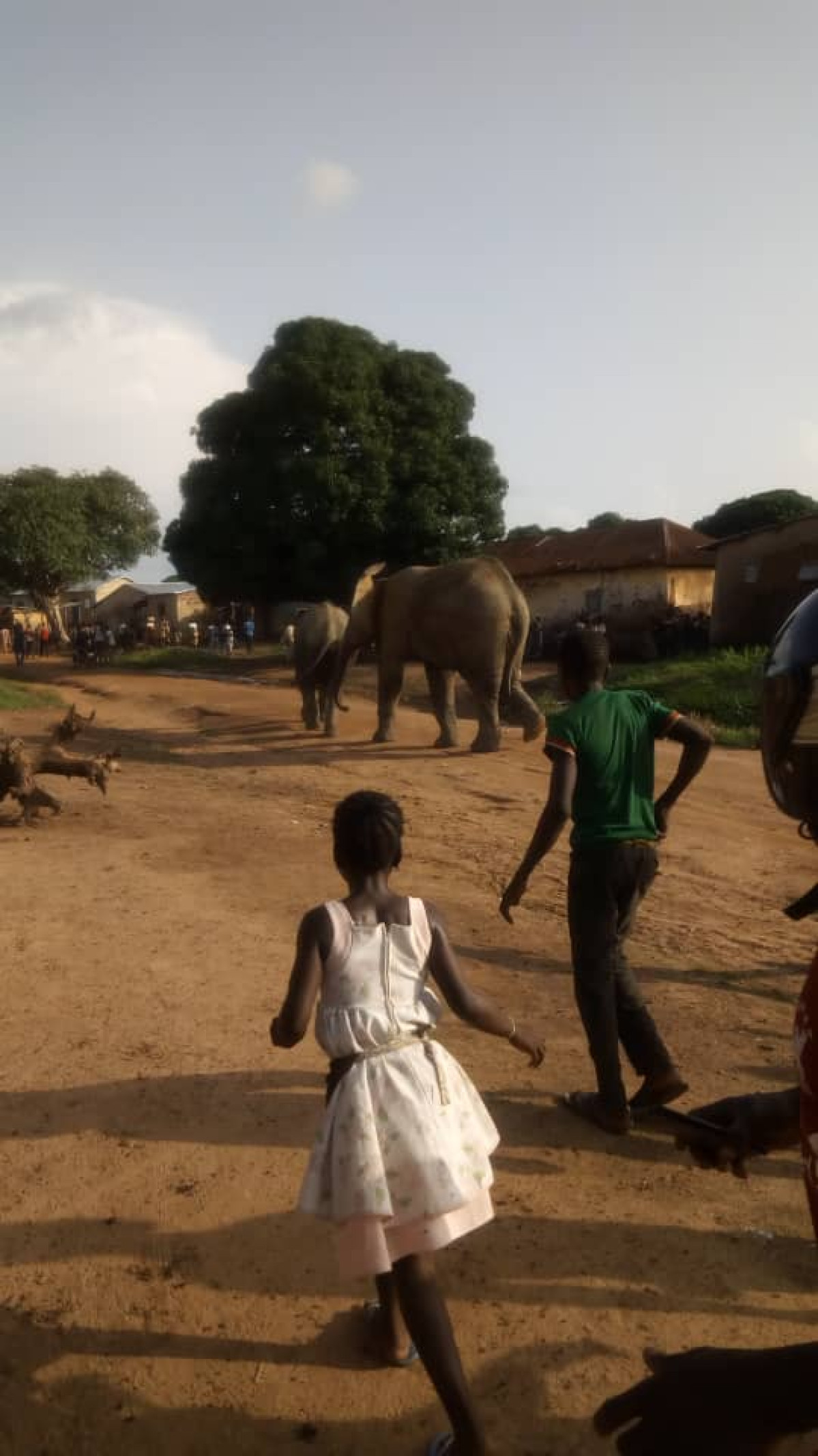 COMMUNE DE SINENDÉ : Des éléphants troublent la quiétude des populations