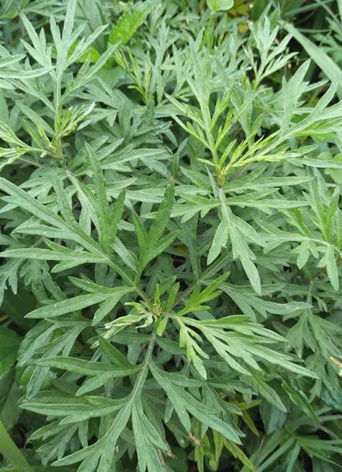 INTERDICTION DE COMERCIALISATION ET DE DISPENSATION DES PRODUITS À BASE D&rsquo;ARTEMISIA AU BÉNIN : Quid des raisons scientifiques justifiant la décision ?