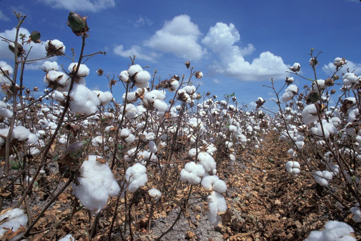 BÉNIN/CAMPAGNE COTONNIÈRE 2022-2023 : Les prix d&rsquo;achat de coton-graine aux producteurs homologués