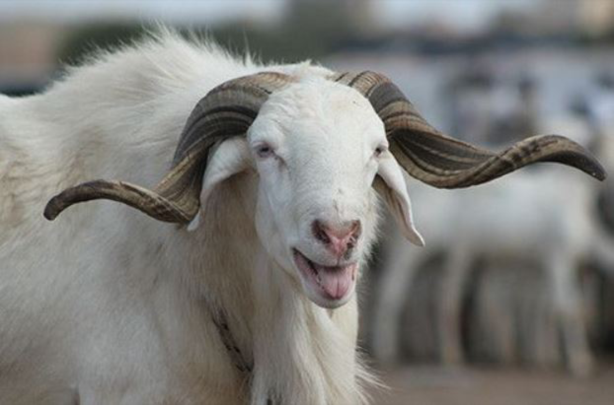 OBLIGATION OU NON DU SACRIFICE D&rsquo;UNE BÊTE PENDANT LA FÊTE DE TABASKI : Ce que dit le Coran