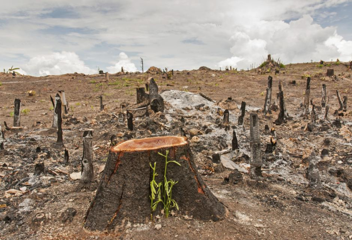 PROTECTION DES FORETS AU BENIN : Les principaux acteurs dans un flou indescriptible . L’implication des élus locaux très attendue